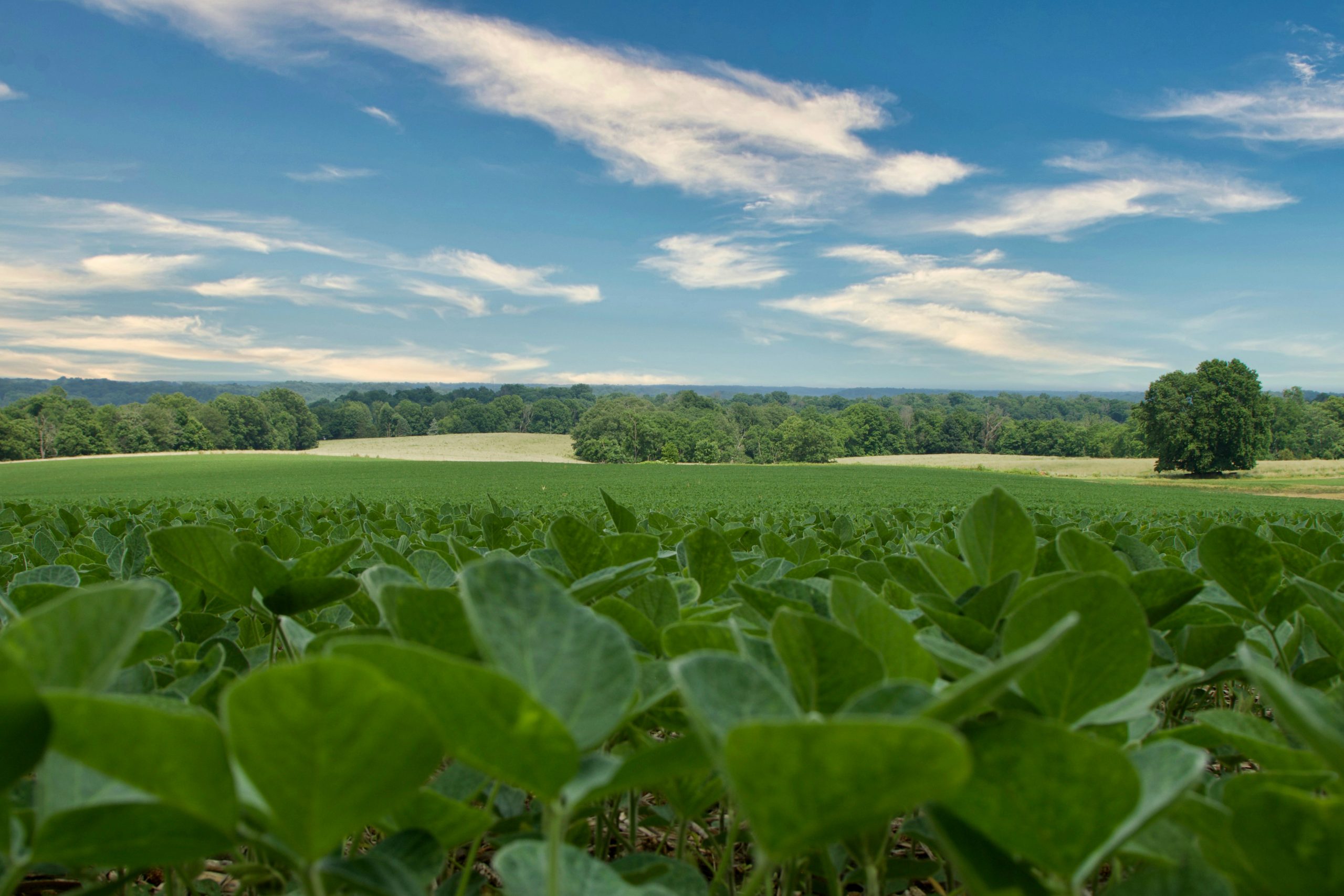 Crop Insurance
